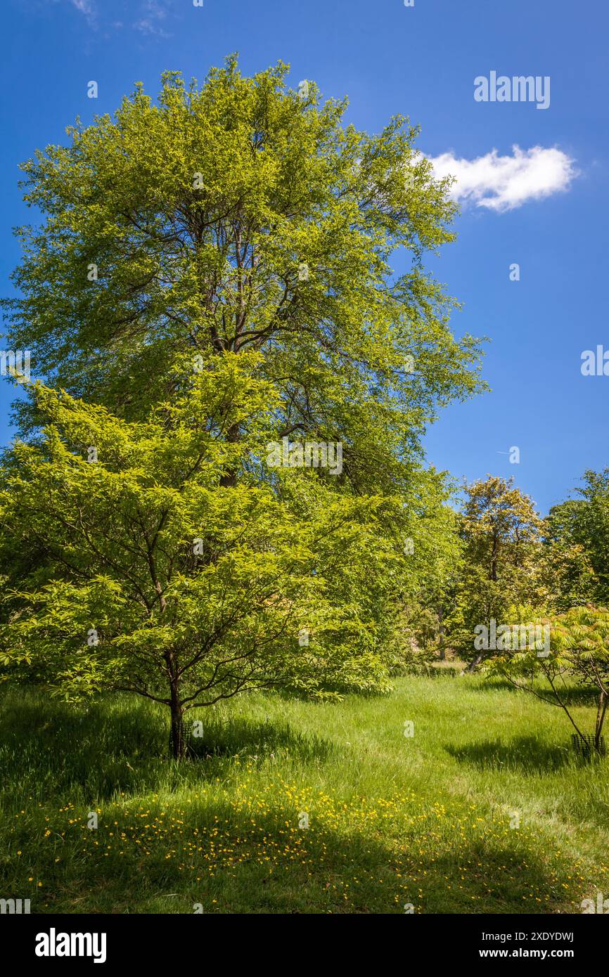 Geografie / Reisen, Großbritannien, England, Sheffield Park Garden, East Sussex, ADDITIONAL-RIGHTS-CLEARANCE-INFO-NOT-AVAILABLE Stockfoto