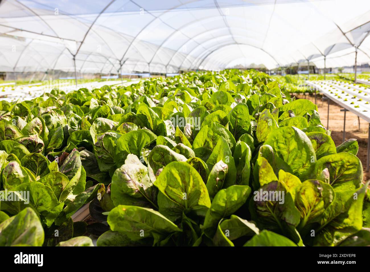 Anbau von hydroponischem Salat in Gewächshäusern, Präsentation nachhaltiger Anbautechniken, Kopierraum Stockfoto