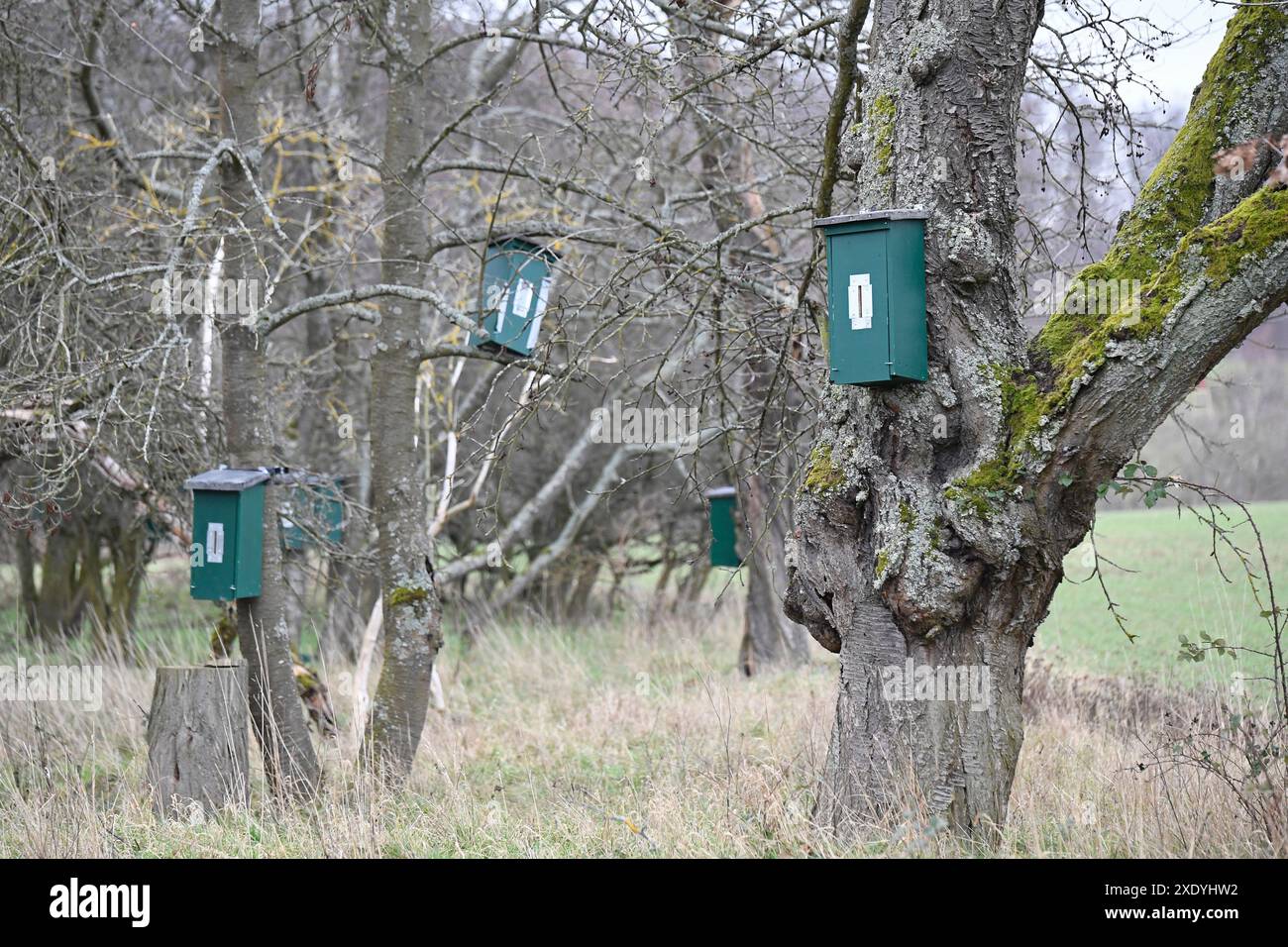 Mehrere Nistkästen auf Bäumen auf einer Obstwiese Stockfoto