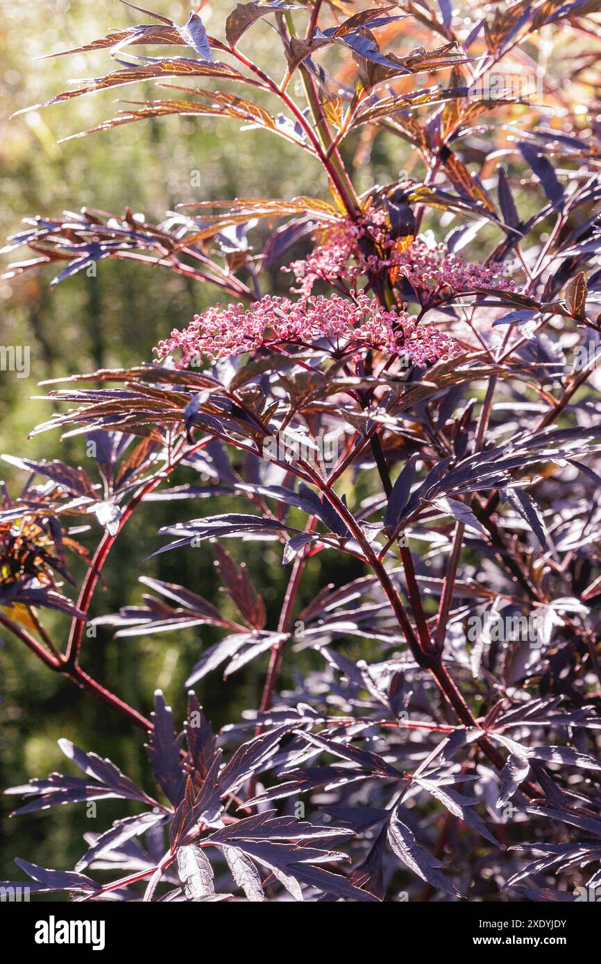Nahaufnahme der burgunderroten Blätter eines Schwarzen Älteren/Strauchs (Sambucus Nigra) mit blassweißen Blüten von blassrosafarbenen wischeligen Knospen. Hintergrundbeleuchtet. Stockfoto