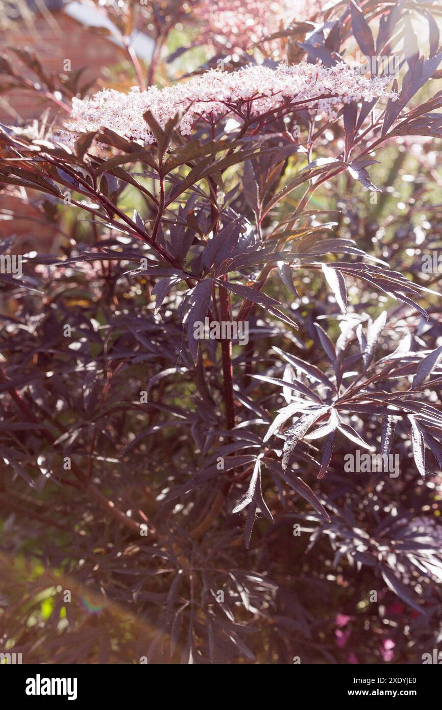 Nahaufnahme der burgunderroten Blätter eines Schwarzen Älteren/Strauchs (Sambucus Nigra) mit blassweißen Blüten von blassrosafarbenen wischeligen Knospen. Hintergrundbeleuchtet. Stockfoto