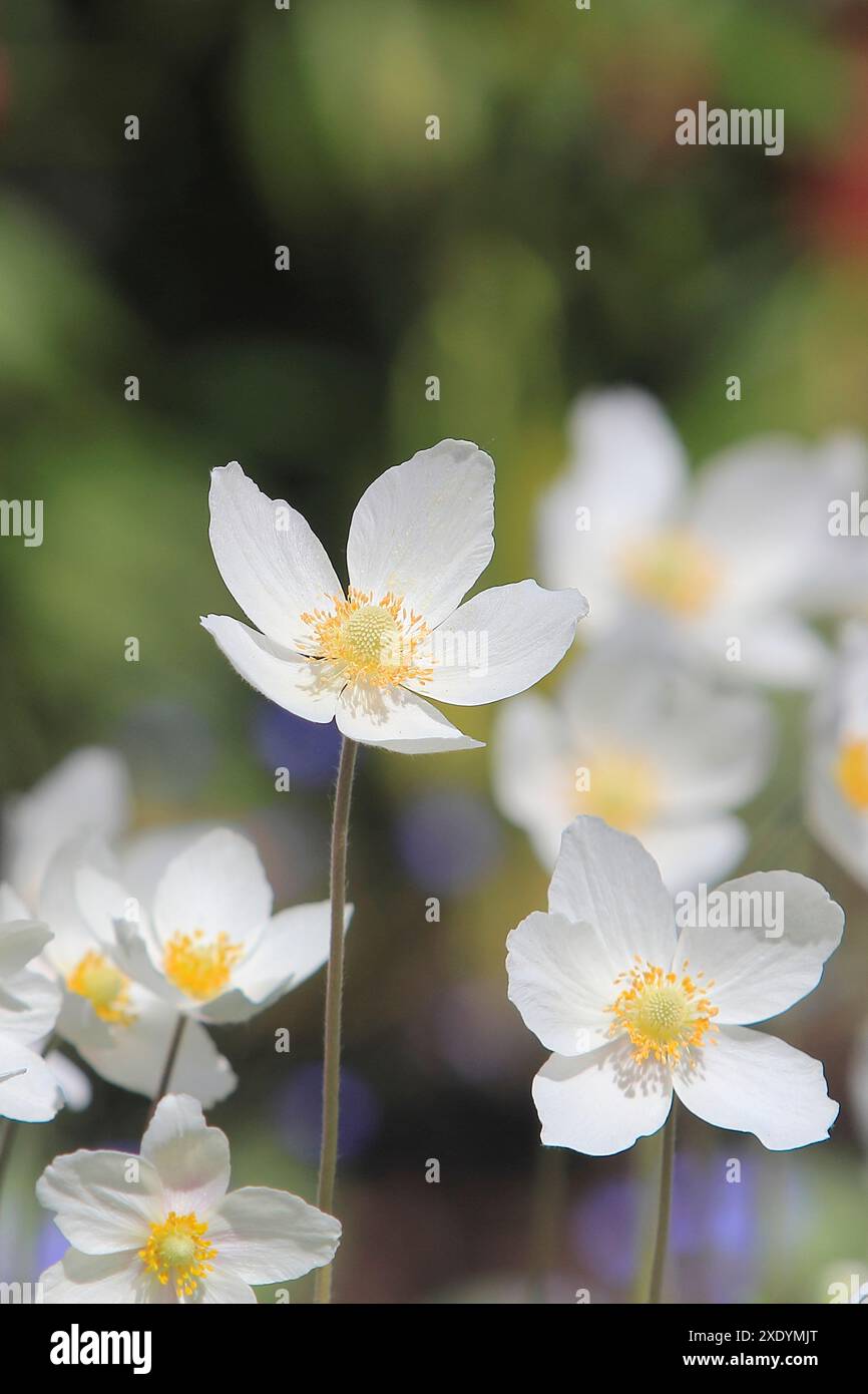 schneeglöckchen Anemone, Schneeglöckchen Windblume (Anemone sylvestris), Blumen, Deutschland Stockfoto