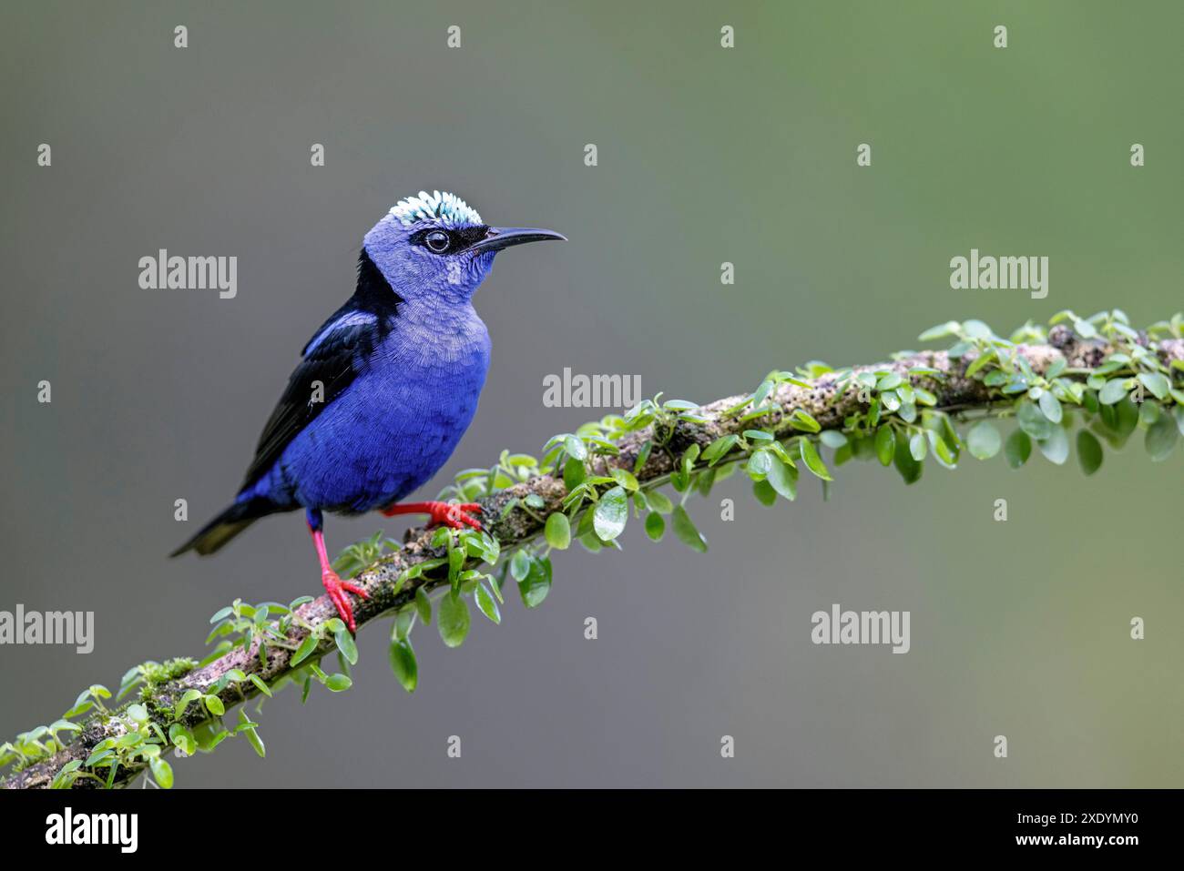 Rotbeiniger Honigkriecher (Cyanerpes cyaneus), männlich sitzend auf einem Ast im Regenwald, Costa Rica, Boca Tapada Stockfoto