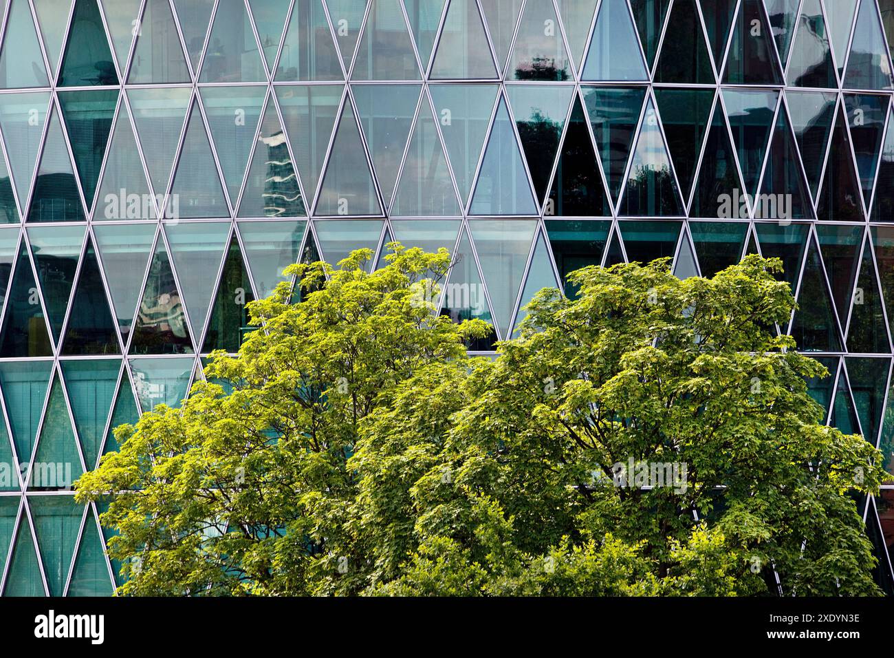 Grüner Baum vor dem Westhafenturm mit dreieckiger Fassadenstruktur, die an ein Apfelweinglas erinnert, Deutschland, Hessen, Frankfurt am Main Stockfoto