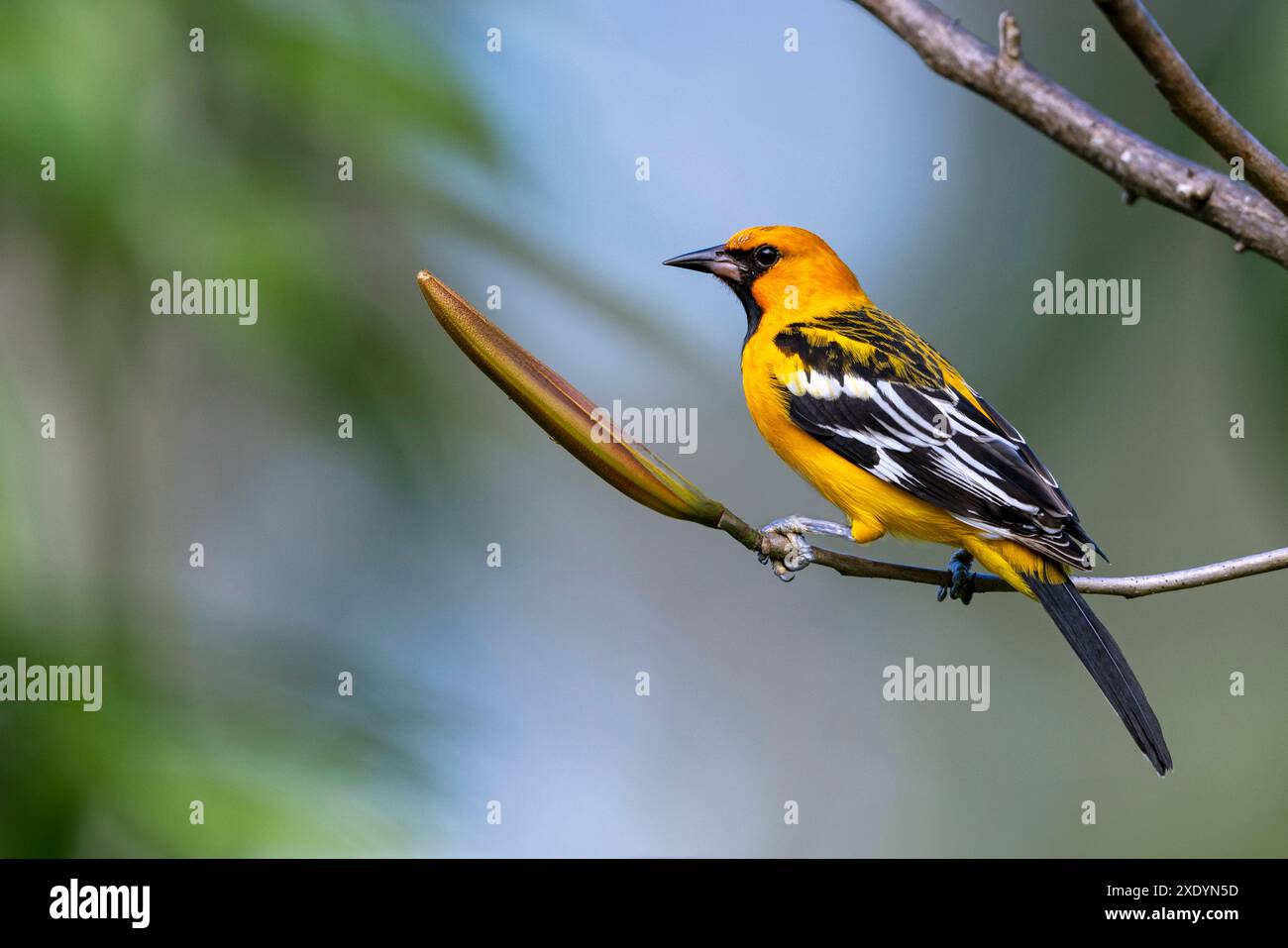 oriole (Icterus pustulatus), auf einem Ast sitzend, Costa Rica, Tarcoles Stockfoto