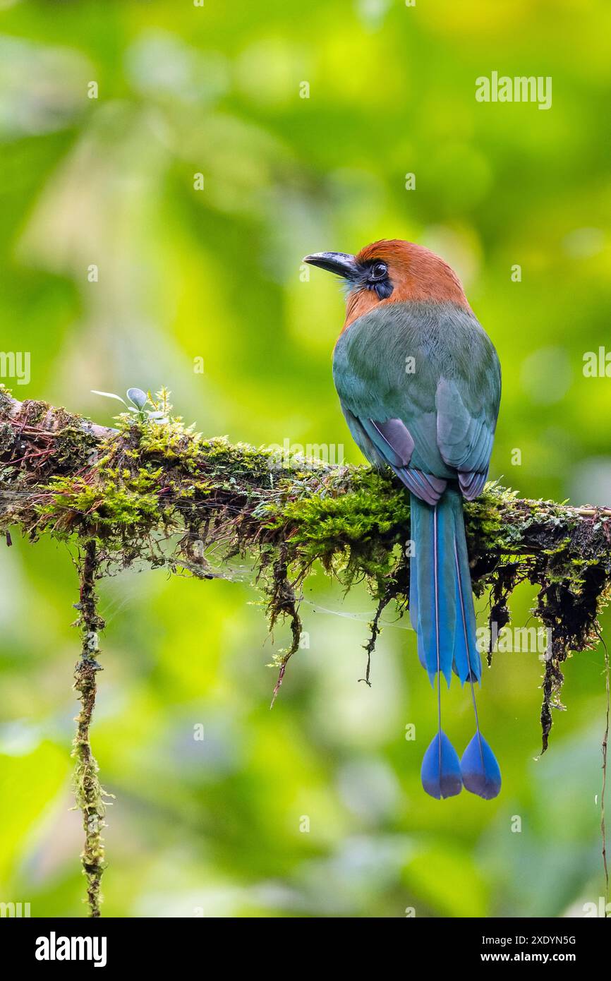 Breitschnabel-Motmot (Electron platyrhynchum), sitzt auf einem Zweig im Nebelwald, Costa Rica, La Fortuna Stockfoto