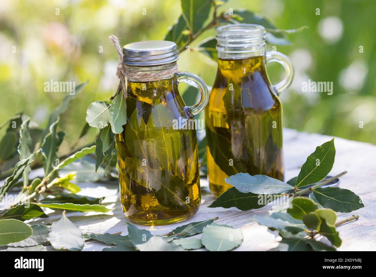 Lorbeerlorbeer, Lorbeerbaum, Lorbeerbaum (Laurus nobilis), selbstgemachtes Lorbeerblatt-Öl, Lorbeerblätter werden in Olivenöl extrahiert Stockfoto