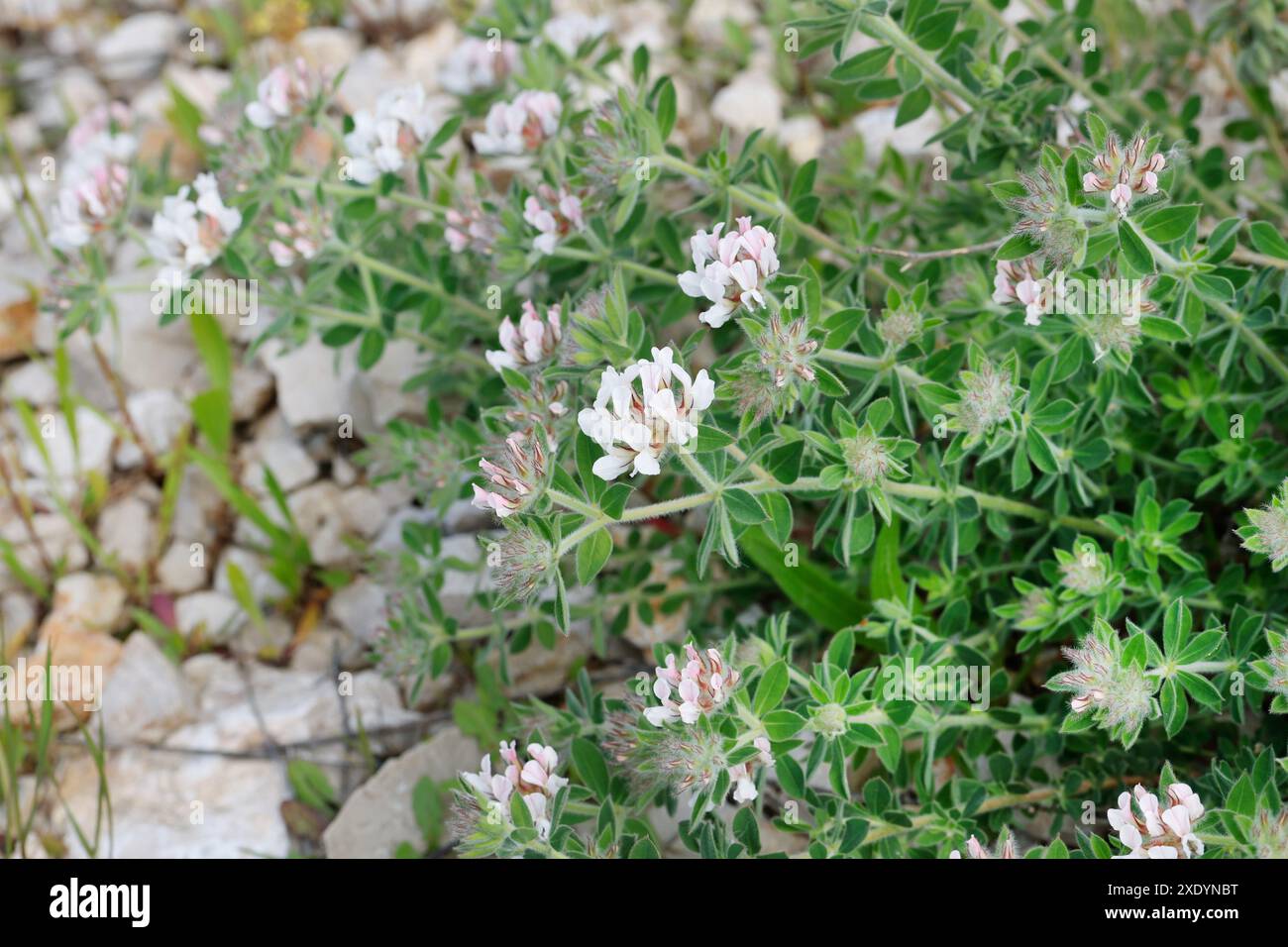 Haarige Kanarienklee, Kanarienklee, haarienklee (Dorycnium hirsutum), blühend, Albanien Stockfoto