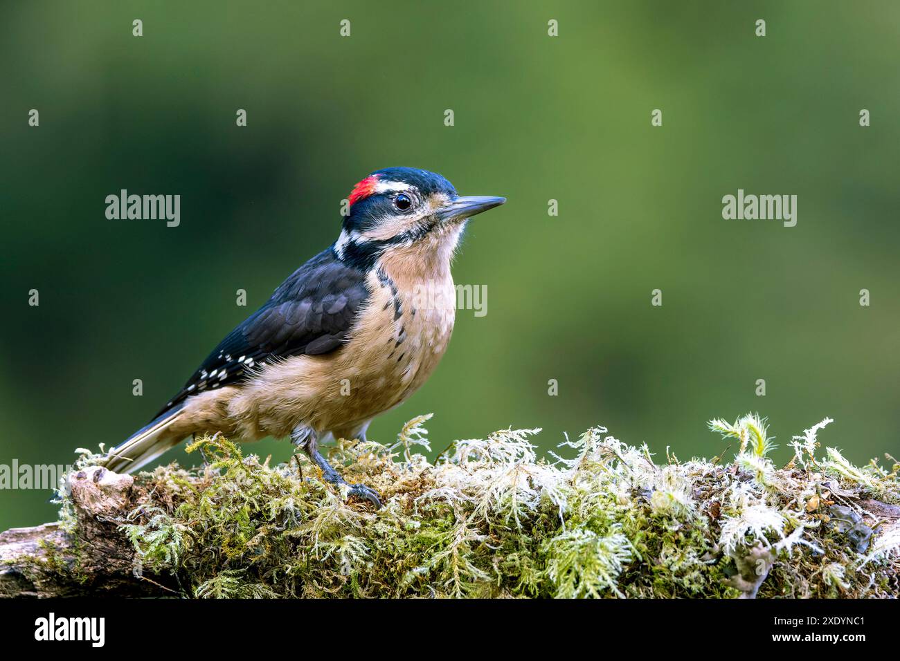 Haariger Spechte (Leuconotopicus villosus, Picoides villosus), männlich sitzend auf einem Ast im Nebelwald der Berge, Costa Rica, San Gerardo de Dota Stockfoto