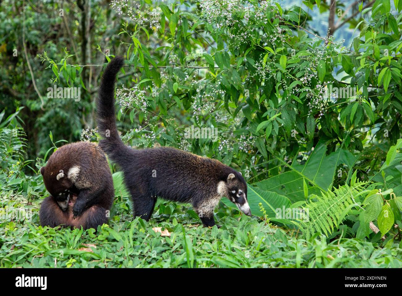 Weissnasen-Coati, Coatimundi, antoon, gato solo, Pizote, tejon (Nasua narica), Weißnasenbären suchen in einem offenen Gebiet des Regenwaldes an Costa nach Nahrung Stockfoto