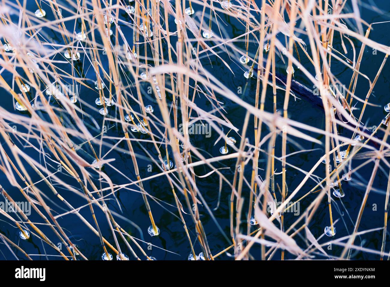Eistropfen auf dem Schilfrohr auf dem See Stockfoto