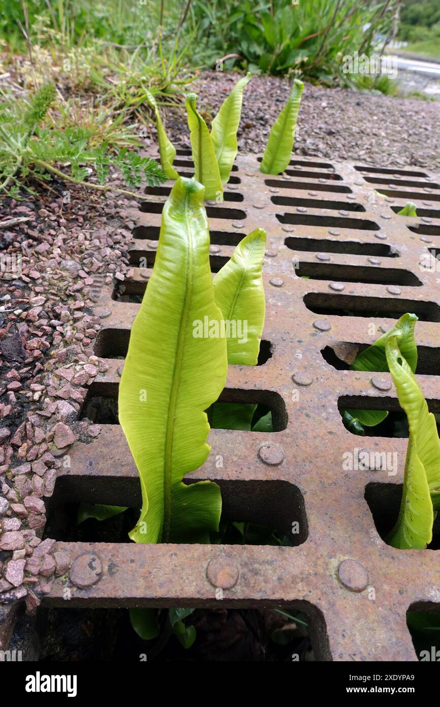 hartzunge (Asplenium scolopendrium, Phyllitis scolopendrium), die aus einem Mannloch am Straßenrand wächst, Stockfoto