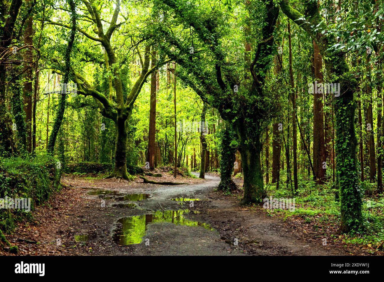 Unbefestigte Straße durch dunklen Wald Stockfoto
