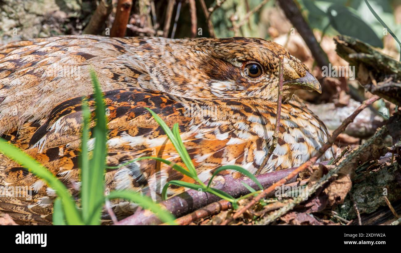 Das Auerhuhn brütet Eier im Nest. Wilder Vogel in der Natur aus nächster Nähe Stockfoto
