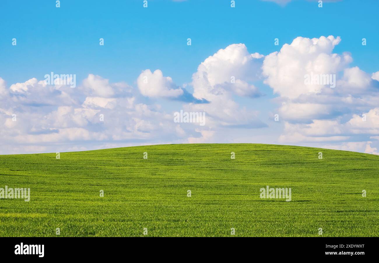 Landwirtschaftliche Getreidefläche bis zum Horizont. Blauer Himmel mit Wolken. Stockfoto