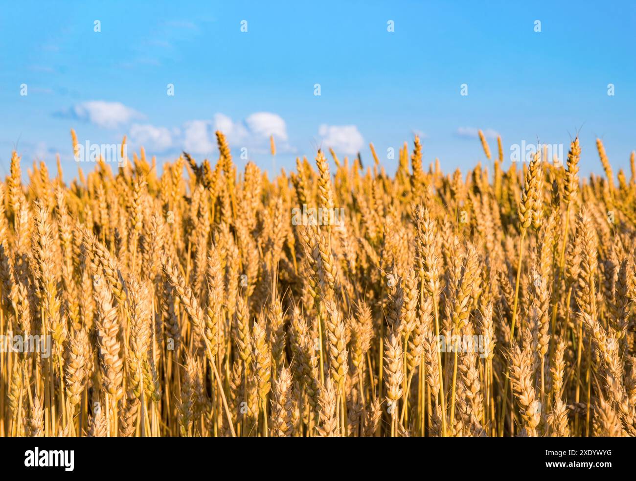 Weizenohren gegen blauen Himmel. Wie die ukrainische Flagge. Gereifte Körner Stockfoto