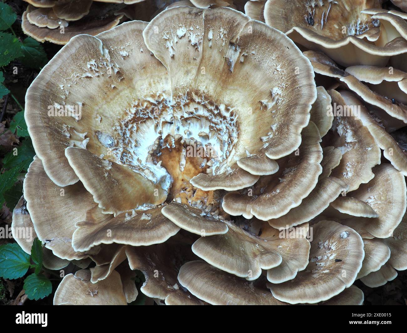 Riesige Polypore Pilz Stockfoto