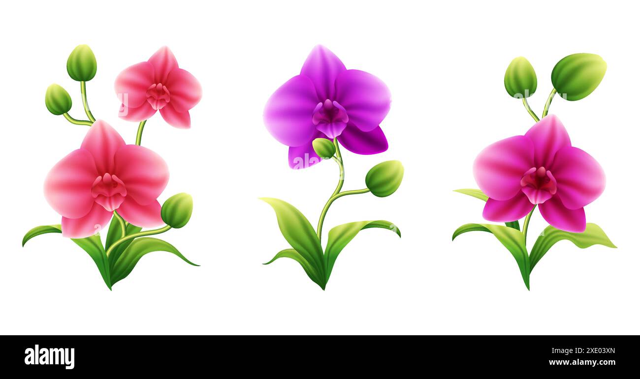 Orchideenblume Vektor-Illustration mit glänzendem rosa, lila und roter Farbe und hellgrünen Blättern Stock Vektor