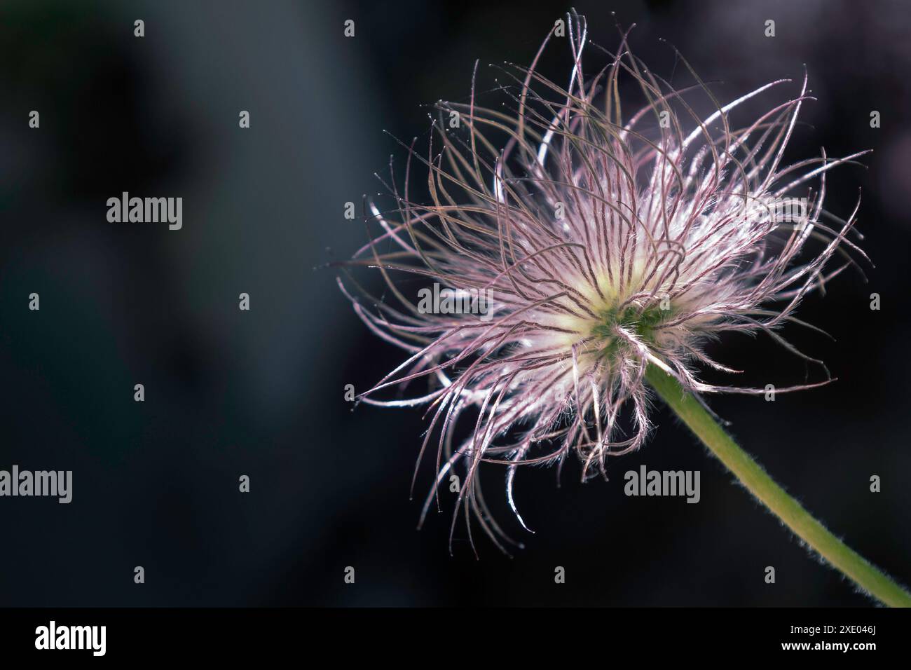 Anenome flauschig zarte Samenkopf, Blume und Stiel mit Sonnenlicht und dunkelgrünem verschwommenem Hintergrund, Sommergarten, botanische Referenz, Großbritannien Stockfoto