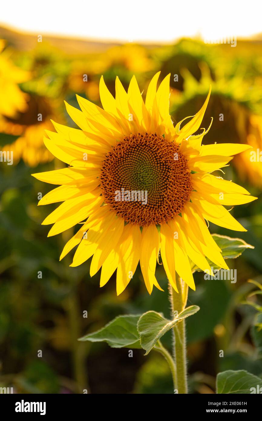 Blühende Sonnenblume im Abendlicht Stockfoto