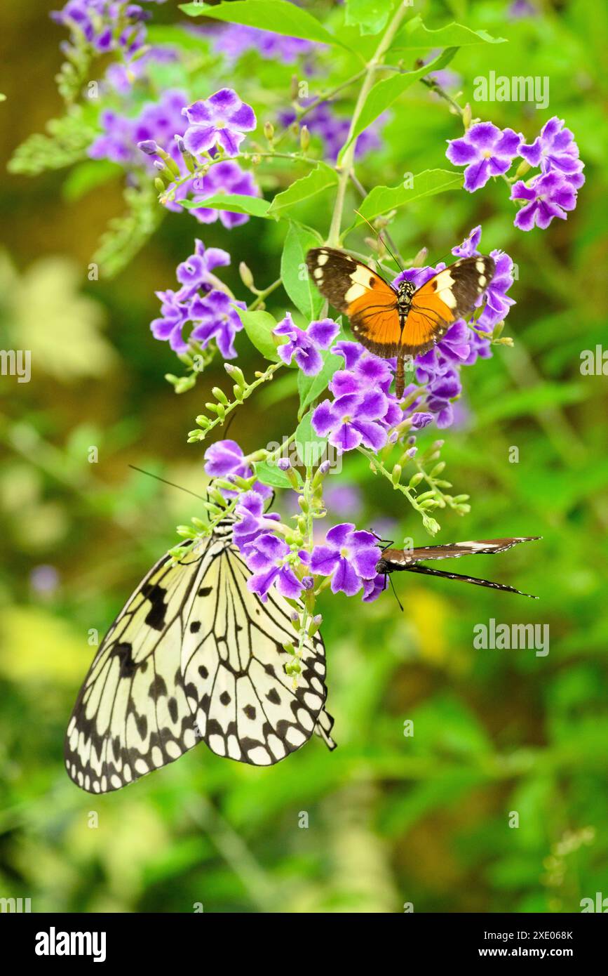 Tropische oder subtropische Schmetterlinge Stockfoto