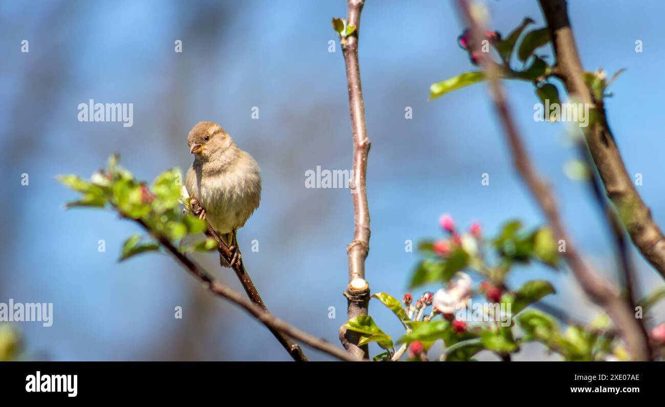 Ein Spatz sitzt auf einem Ast eines blühenden Apfelbaums und schaut aus nächster Nähe nach unten. Stockfoto