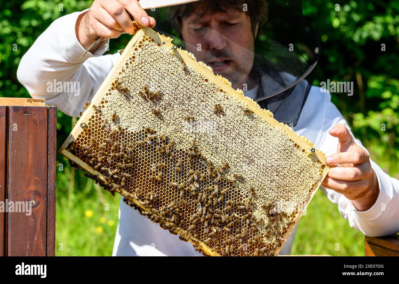 Usti Nad Labem, Tschechische Republik. Juni 2024. Der diesjährige Bienenhonig am Rande des tschechischen Chemieunternehmens Spolchemie wurde in seinem hauseigenen Labor in Usti nad Labem, Tschechien, am 25. Juni 2024 auf Schadstoffe untersucht. Roman Dejmek von Spolchemie's Management Systems and Small Projects Administration kümmert sich um Bienenvölker. Quelle: Ondrej Hajek/CTK Photo/Alamy Live News Stockfoto