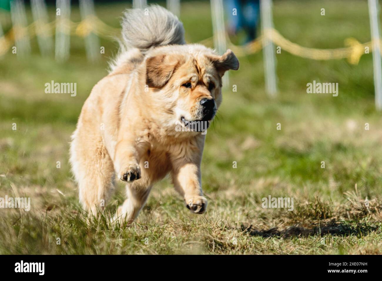 Großer Hund, der auf dem Feld läuft, auf Köder-Coursing-Wettkampf Stockfoto