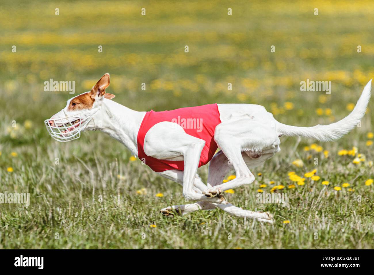 Podenco-Hund läuft schnell und jagt Köder über das grüne Feld Stockfoto