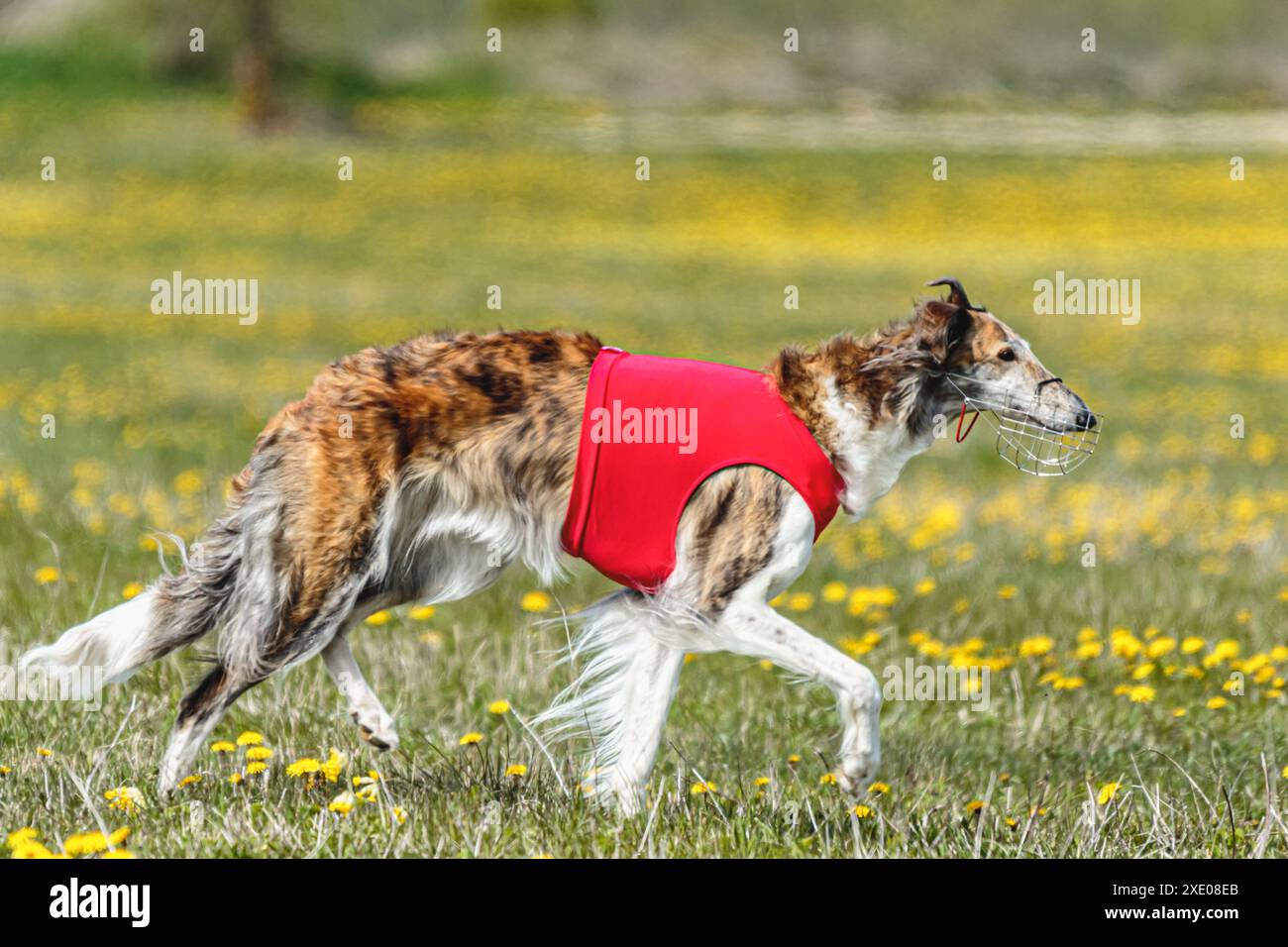 Borzoi-Hund in rotem Hemd, der im Sommer auf dem Feld läuft und Köder jagt Stockfoto