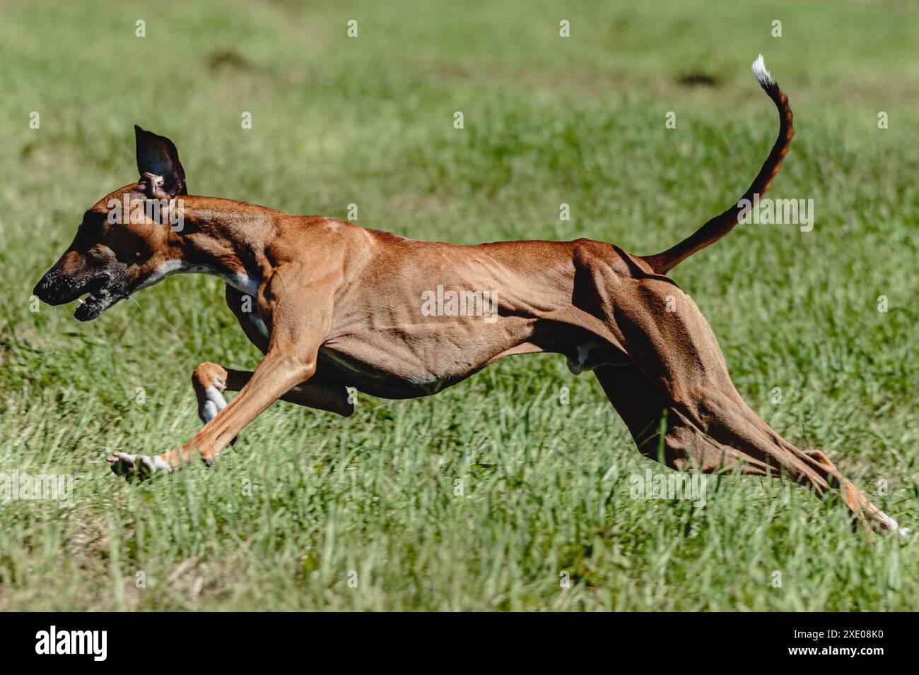 Der Azawakh-Hund hob sich während des Rennens vom Boden ab Stockfoto