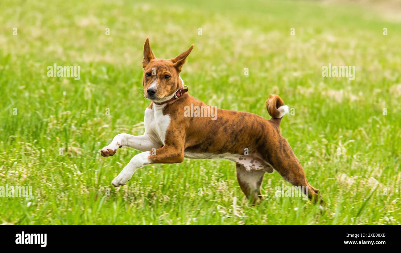 Basenji-Welpe läuft auf dem Spielfeld auf Köder-Coursing-Wettkampf Stockfoto