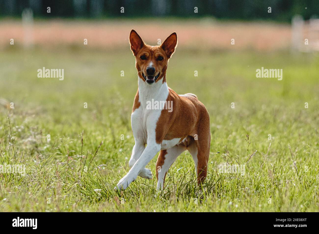 Der Basenji-Hund hob sich während des Wettkampfs vom Boden ab und lief direkt in die Kamera Stockfoto