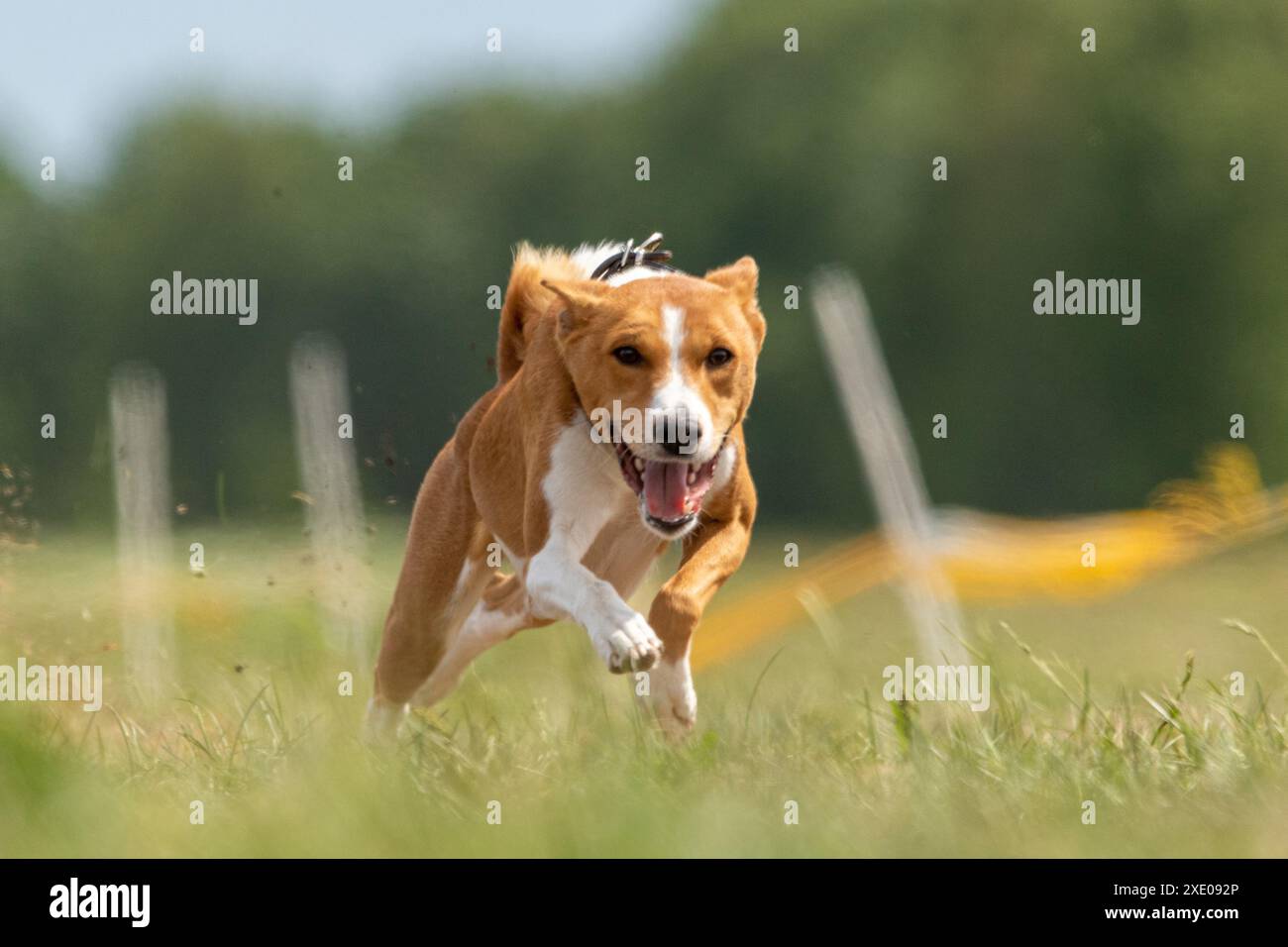 Basenji hob sich während des Hunderennens vom Boden ab Stockfoto