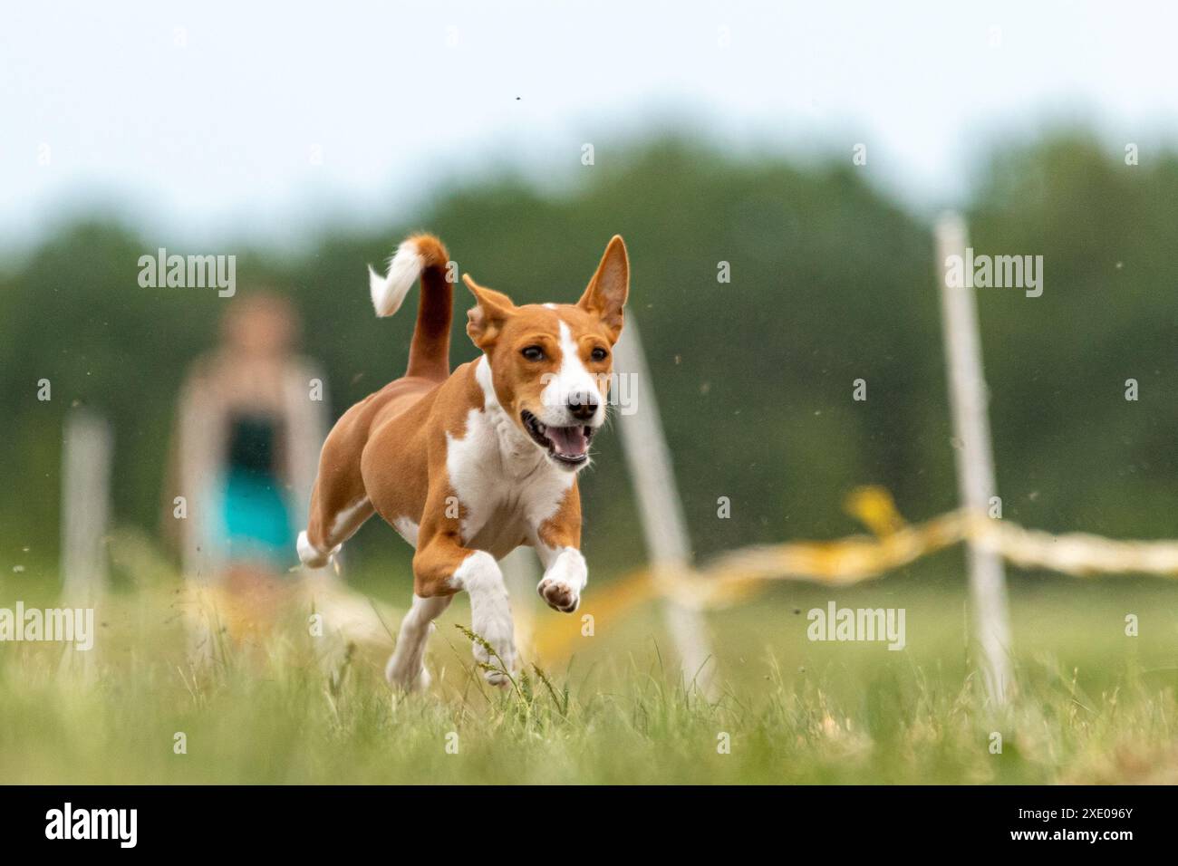 Basenji hob sich während des Hunderennens vom Boden ab Stockfoto