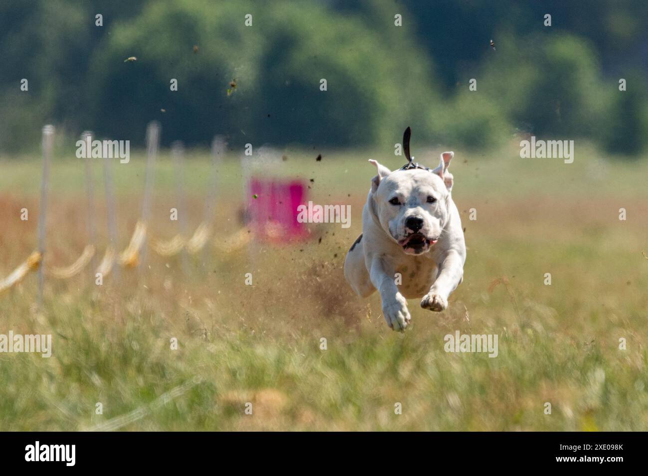 Staffordshire Bull Terrier läuft auf dem Feld Stockfoto