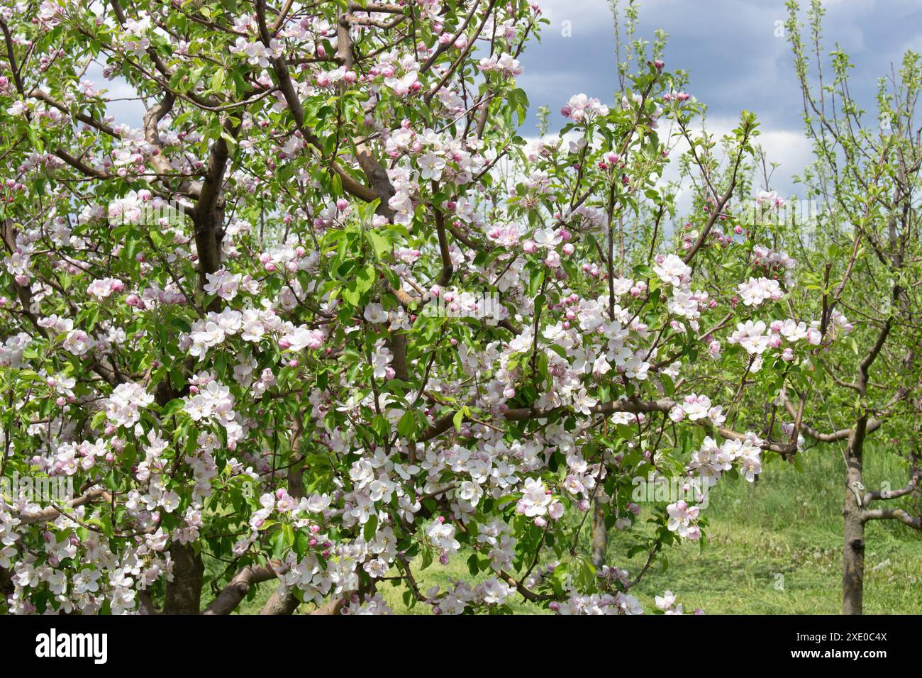 Üppige Blumen eines Apfelbaums. Natürlicher Hintergrund von Blumen und grünen Blättern im Frühling im Garten an Obstbäumen. Stockfoto