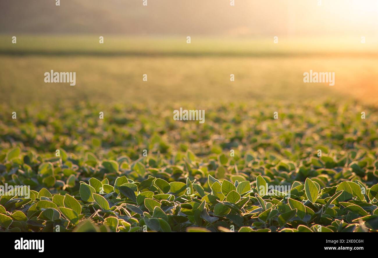 Sojabohnenblätter auf dem Feld mit abendlichem Sonnenlicht und verschwommenem Hintergrund. Selektiver Fokus auf Vordergrundblatt. Stockfoto