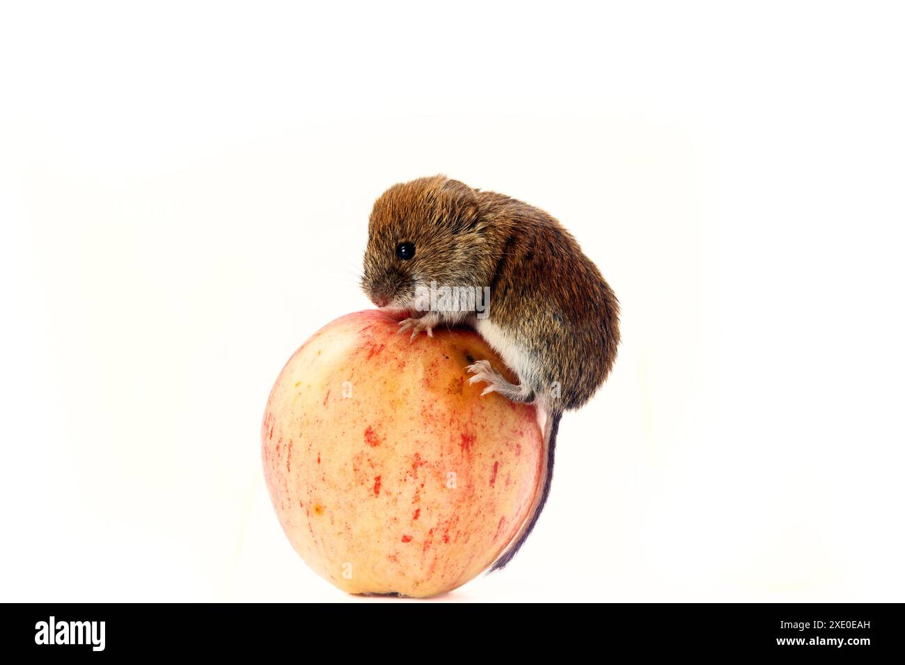 Maus rollt riesigen Apfel Stockfoto