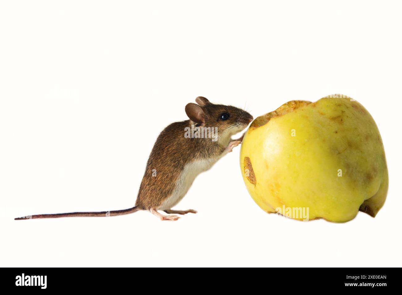 Mäuse sind bösartige Schädlinge der Landwirtschaft Stockfoto