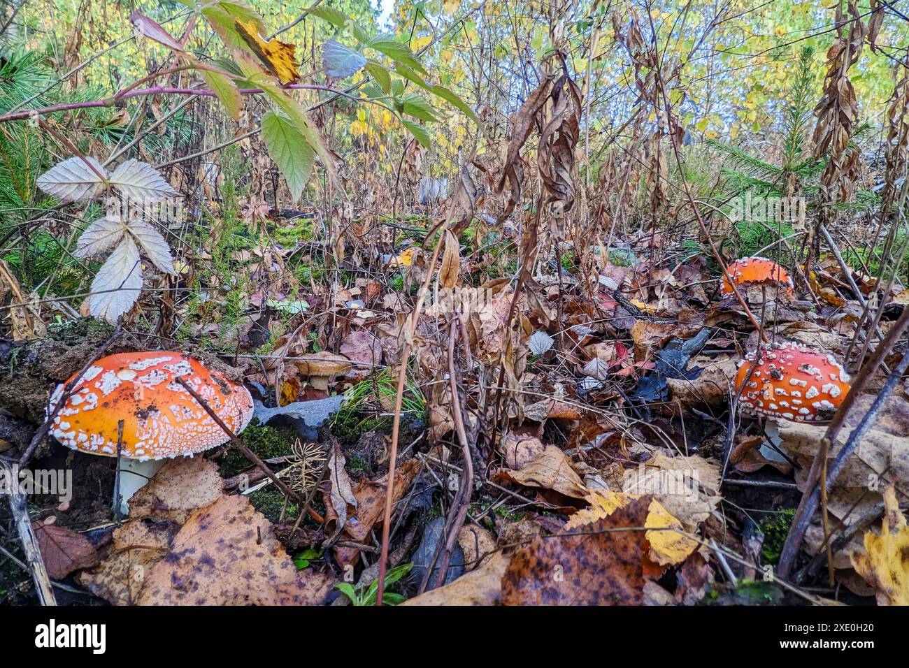 Fliegen Sie Agaren im Herbstwald. Eine Gruppe von Pilzen Stockfoto