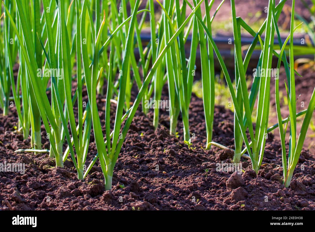 Zwiebeln. Grüne Zwiebeln wachsen in einem Bett. Salatzwiebeln Stockfoto