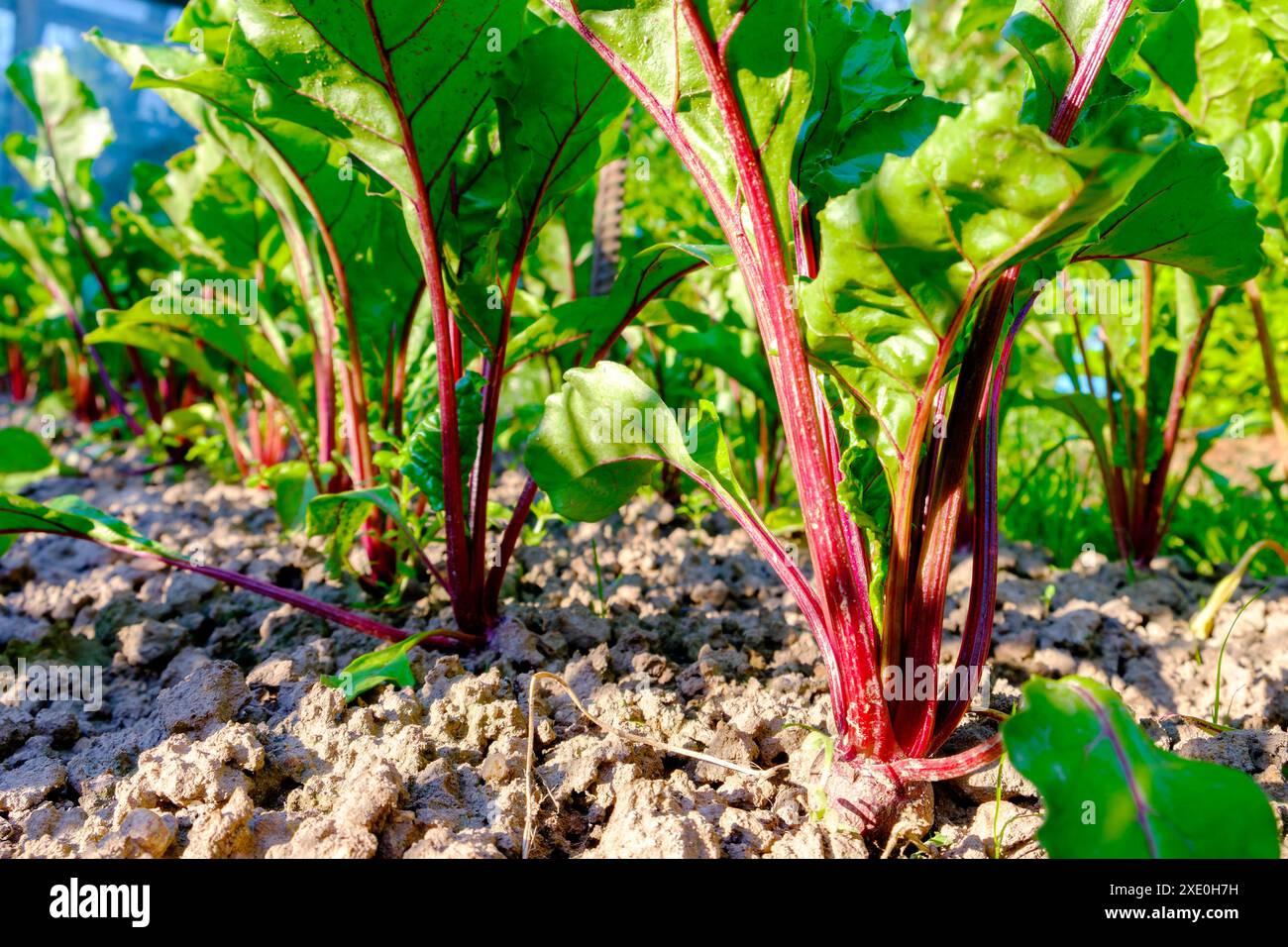 Junge frische Rübenblätter. Rote-Beete-Pflanzen in einer Reihe Nahaufnahme Stockfoto