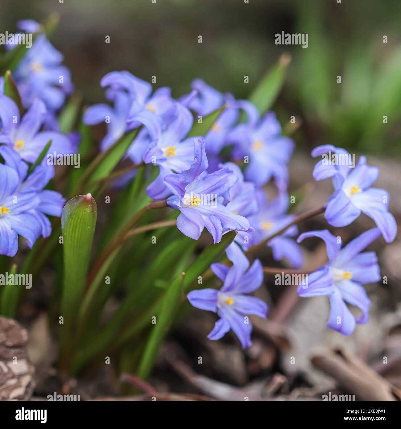 Blühende blaue Chionodoxa-Blüten im Frühlingsgarten Stockfoto