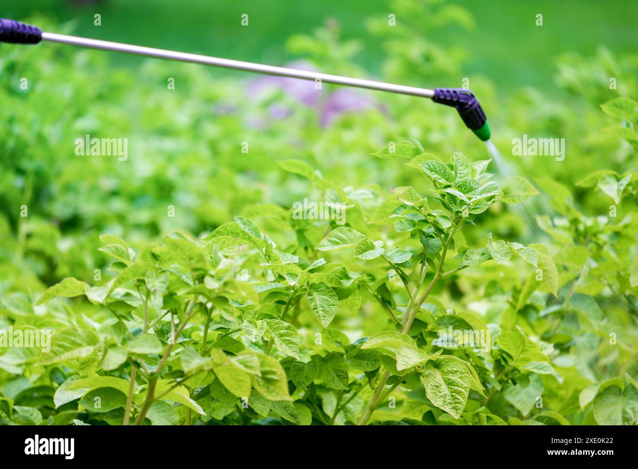 Kartoffelfeld. Die Behandlung der Pflanze gegen Krankheiten mit einem Sprüher. Kein phytophthora. Stockfoto