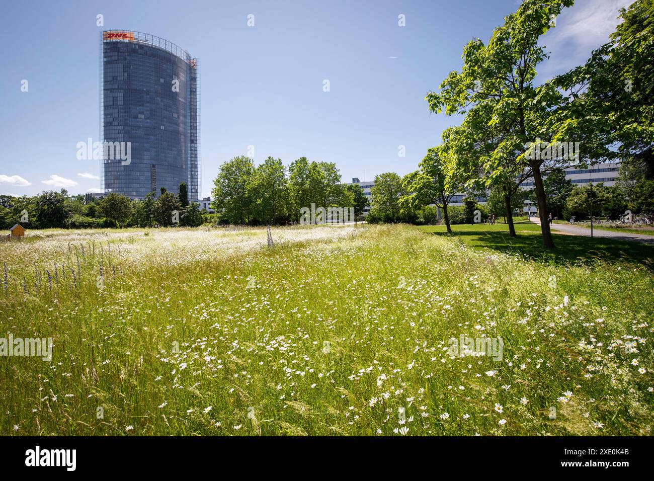 Blick vom Rheinauland auf den Postturm, Sitz des Logistikunternehmens Deutsche Post DHL Group, Bonn, Nordrhein-Westfalen Stockfoto