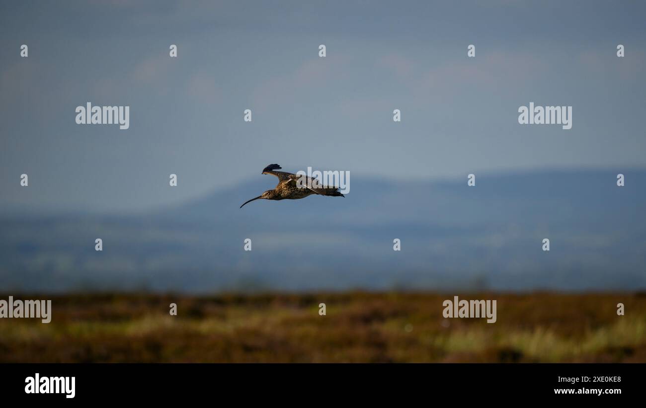 Eurasischer Brachvogel im Flug (hohe Watvögel, geschwungener Schnabel, lange dünne Beine, Frühjahrshabitat der Moorlandgebirge) - Dallow Moor, North Yorkshire, England Großbritannien. Stockfoto