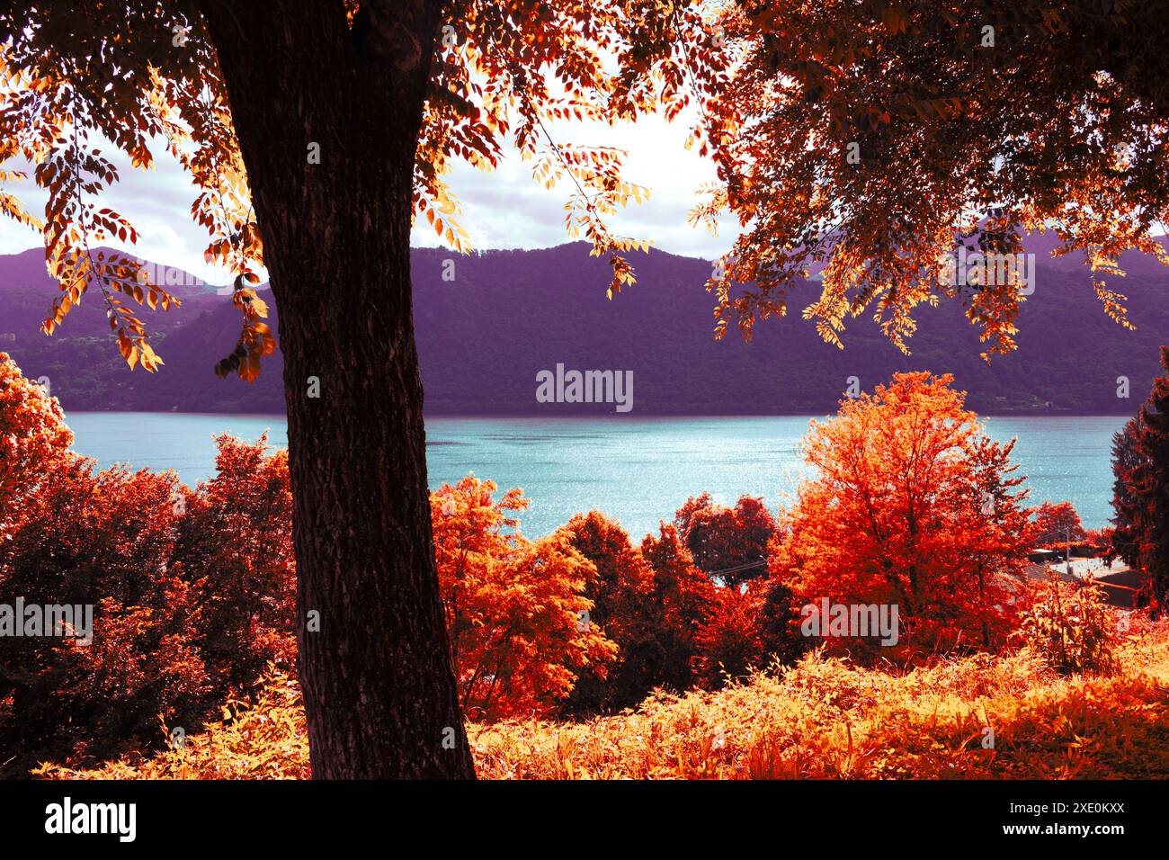 Bäume am See gegen Himmel im Herbst. Eindrucksvoller Blick auf den Lake Orta in einem traumhaften Licht des Sonnenuntergangs. Stockfoto