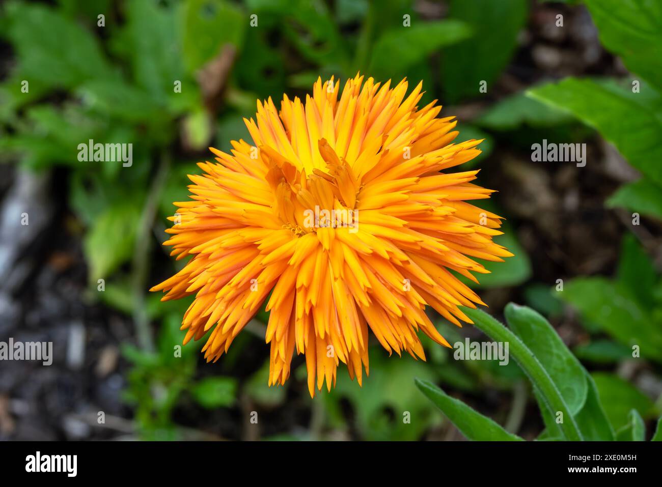 Calendula officinalis „Orangenkönig“ eine orangene Frühlingssommerpflanze, die im Sommer jährlich mit Doppelblumen bestückt ist und auch als Ringelblume bekannt ist, Stockfoto Stockfoto