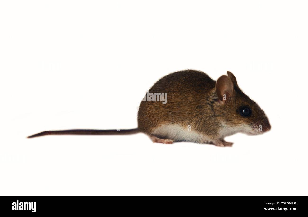 Waldmaus. Isoliert auf weißem Hintergrund Stockfoto